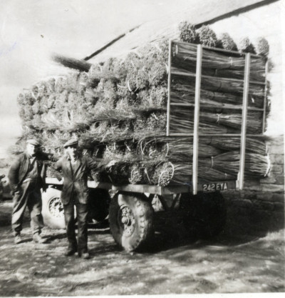 A Trailer of Withy Bundles