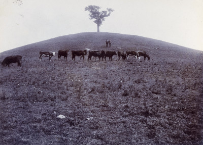 The Duck brothers and cows on Burrow Hill