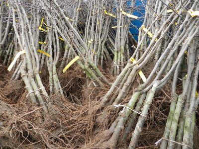 Cider apple trees for planting