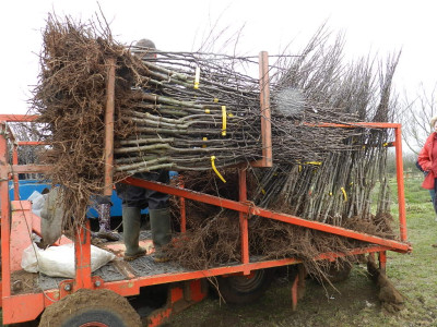 Cider Apple Trees loaded onto Mechanical Planter
