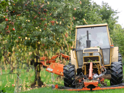 Shaking Cider Apple Trees - harvest time