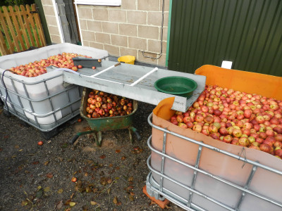 Washing the cider apples