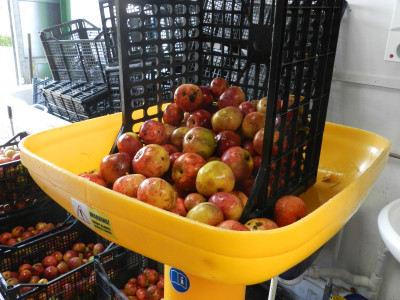 Washing cider apples