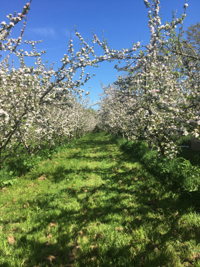Four Winds Orchard in Blossom