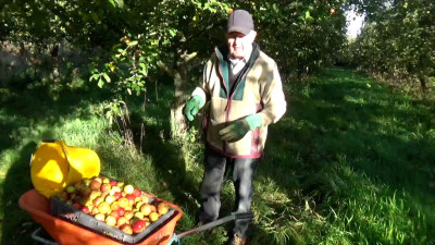 Sid Dixon collecting apples by hand