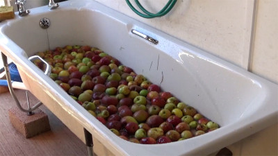 Washing the apple harvest