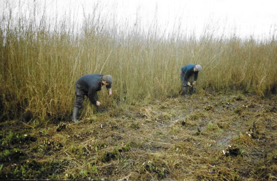 Cutting withies on West Moor