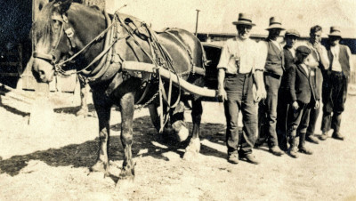 Horse and Cart - and the Duck Family