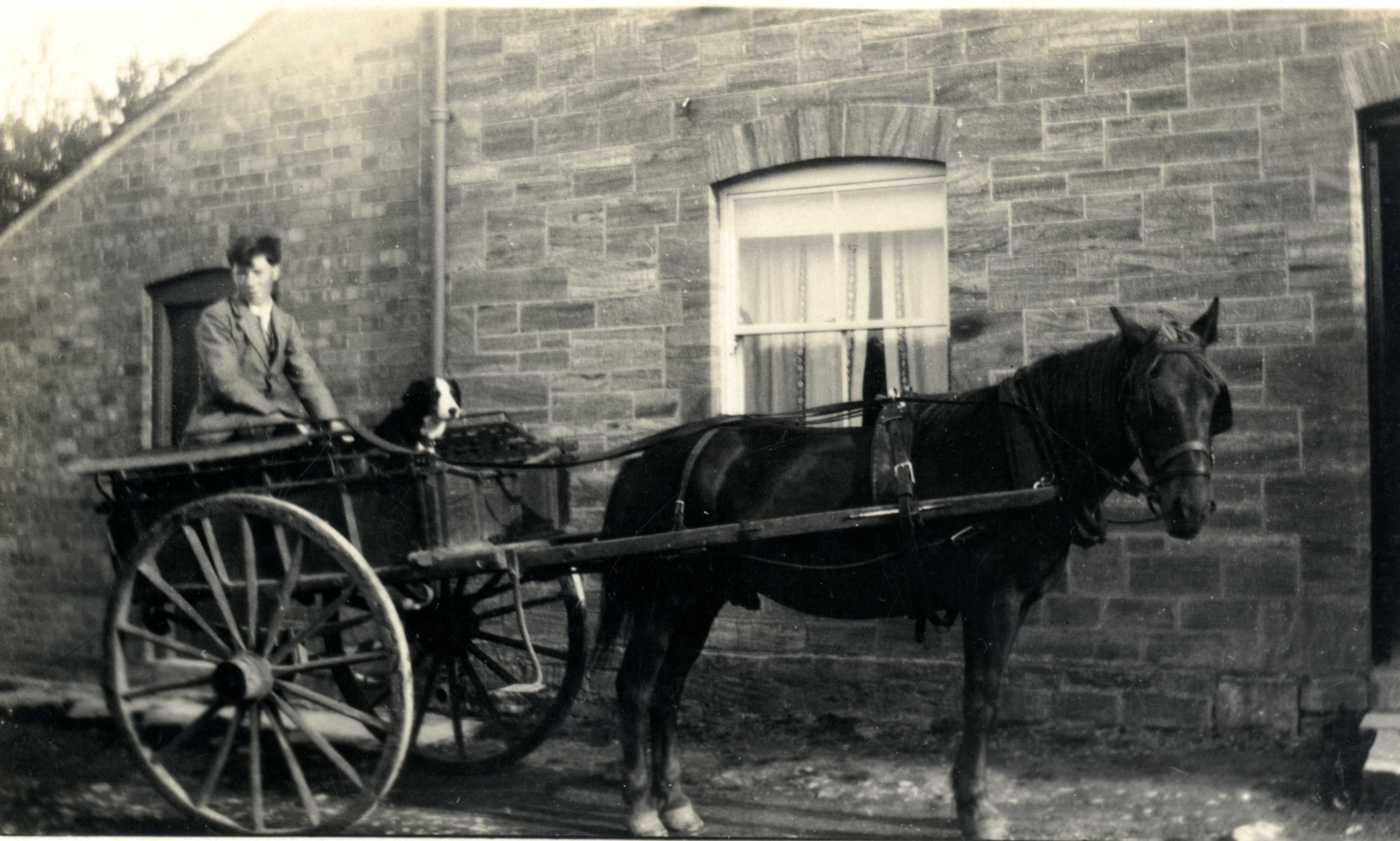 Horse and trap - with Charles Duck and dog