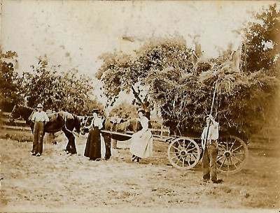 Hay Making in Edwardian era