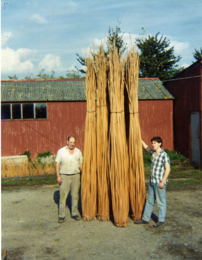 Musgroves collecting Withies