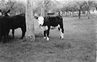 Cattle in the Orchard