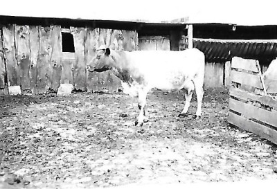 Cows at Pass Vale Farm