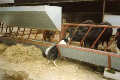 May Farm Cows and dog.
