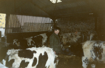 Peter Marks with cows in cowshed.