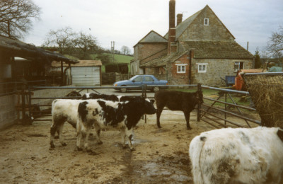 May Farm cattle.