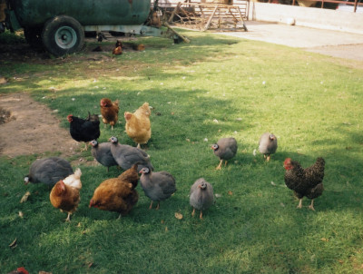 Chickens & Guinea Fowl at Mays Farm