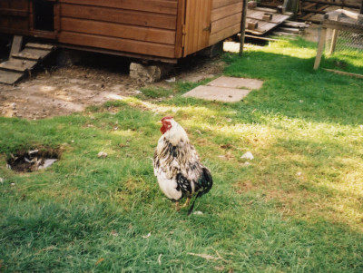 The cockerell at May Farm