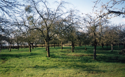 Cider Apple Orchard at May Farm
