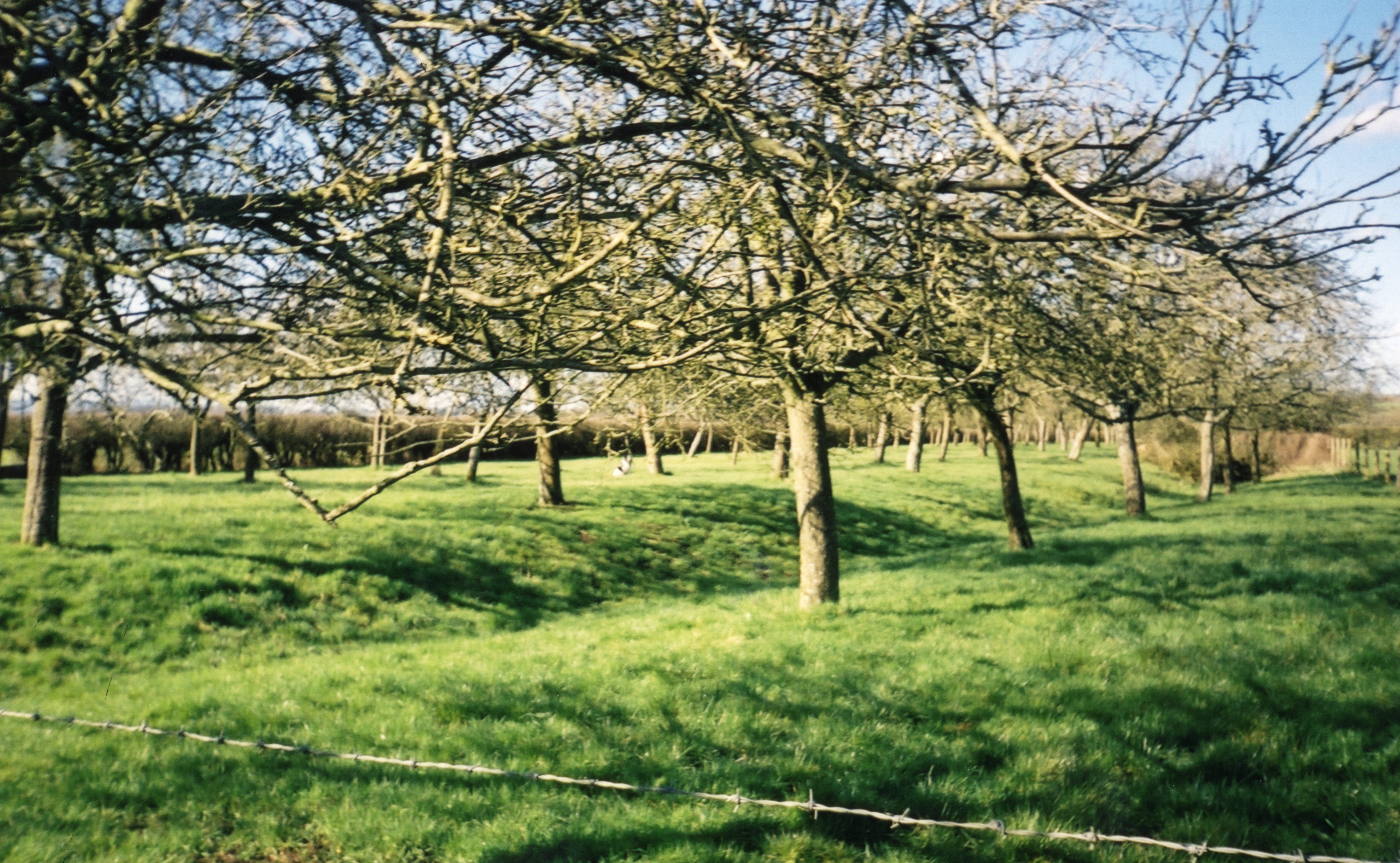 Cider Orchard planted on mounds at May Farm.