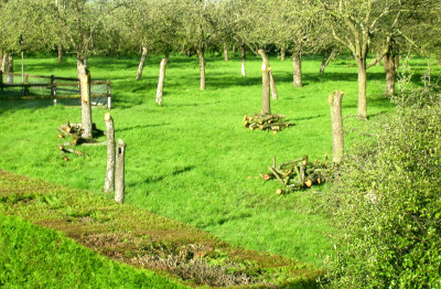 Cider Orchard grubbing out at May Farm.