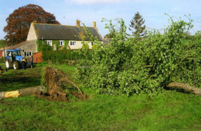 Grubbing out cider orchard at May Farm, stump removal.