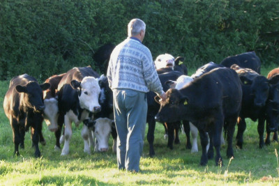 Peter Marks and young calves at May Farm.