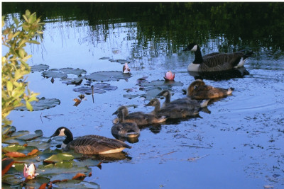 Ducks on May Farm Wildlife Pond
