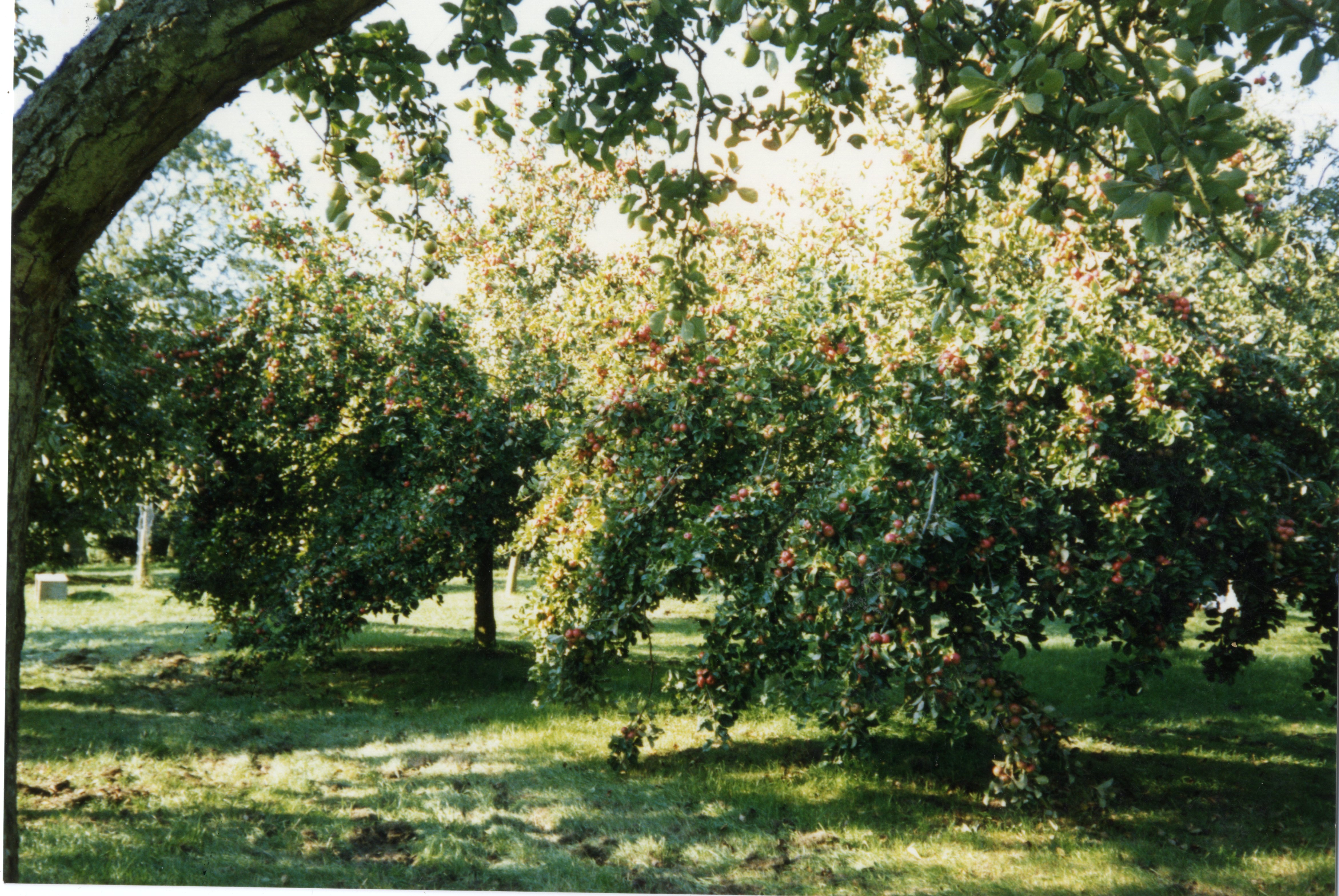Cider apple trees at May Farm