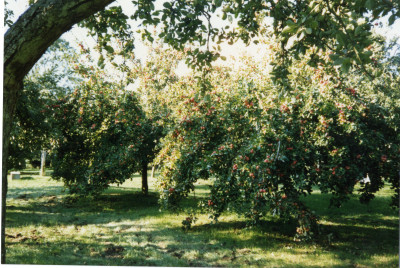 Cider apple trees at May Farm