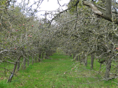 Apple Harvest 9 - Gilletts Orchard