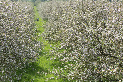 Julian and Diana Temperley walking in the orchards