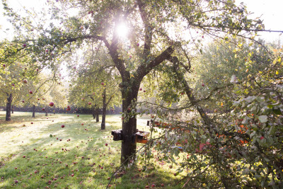 Shaking the cider apple trees