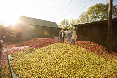 Cider Apple Harvest