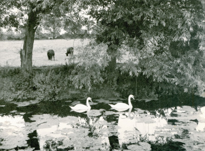 Swans on the River Parrett