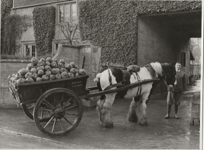 Frank Jennings with putt of mangolds.