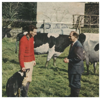 Richard Willy and cows