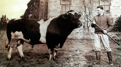 Champion Bull at Gothic House Farm