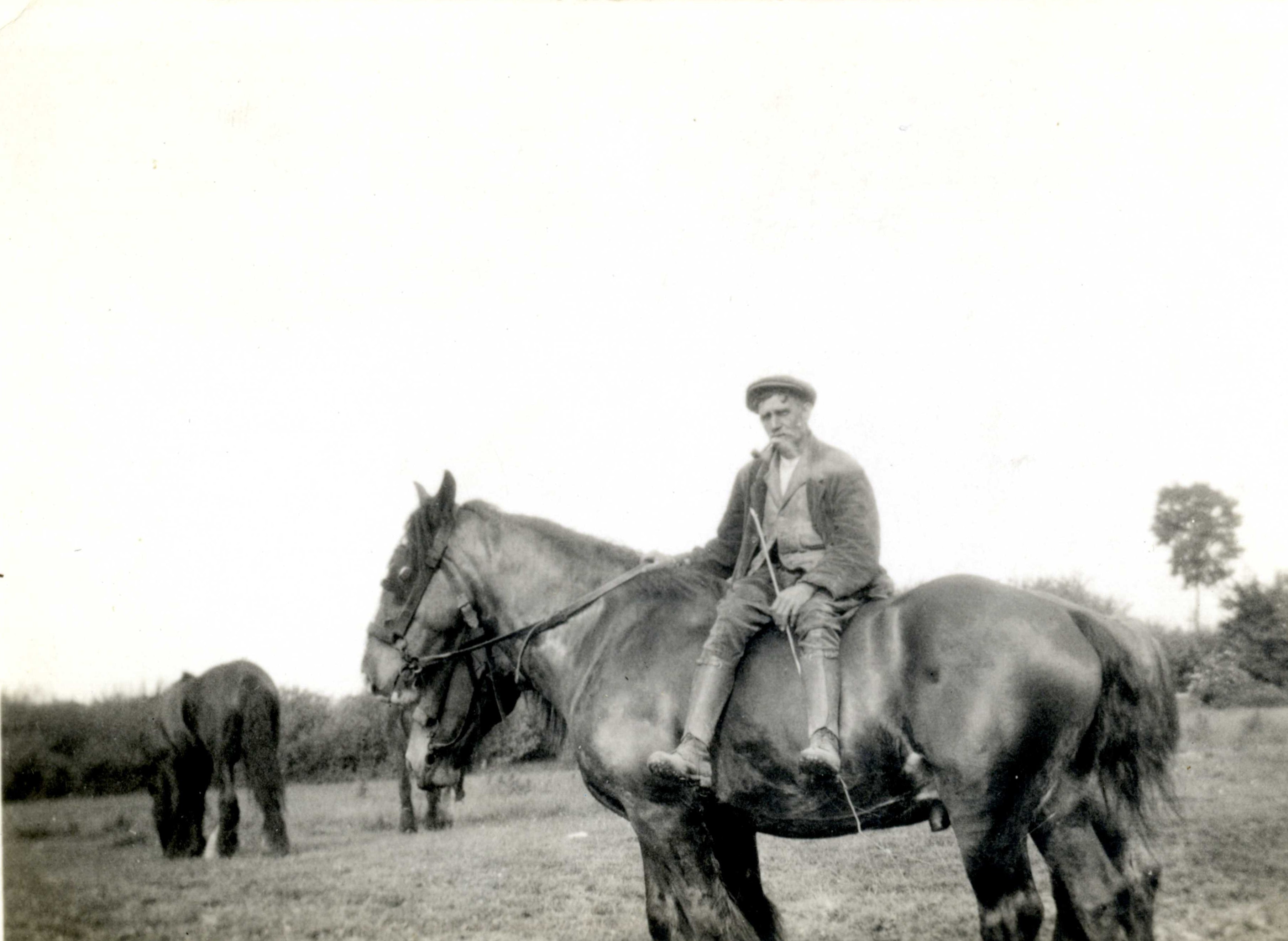 Tom Pipe, sitting on back of working farm horse