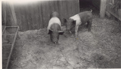 Mary Withers pigs