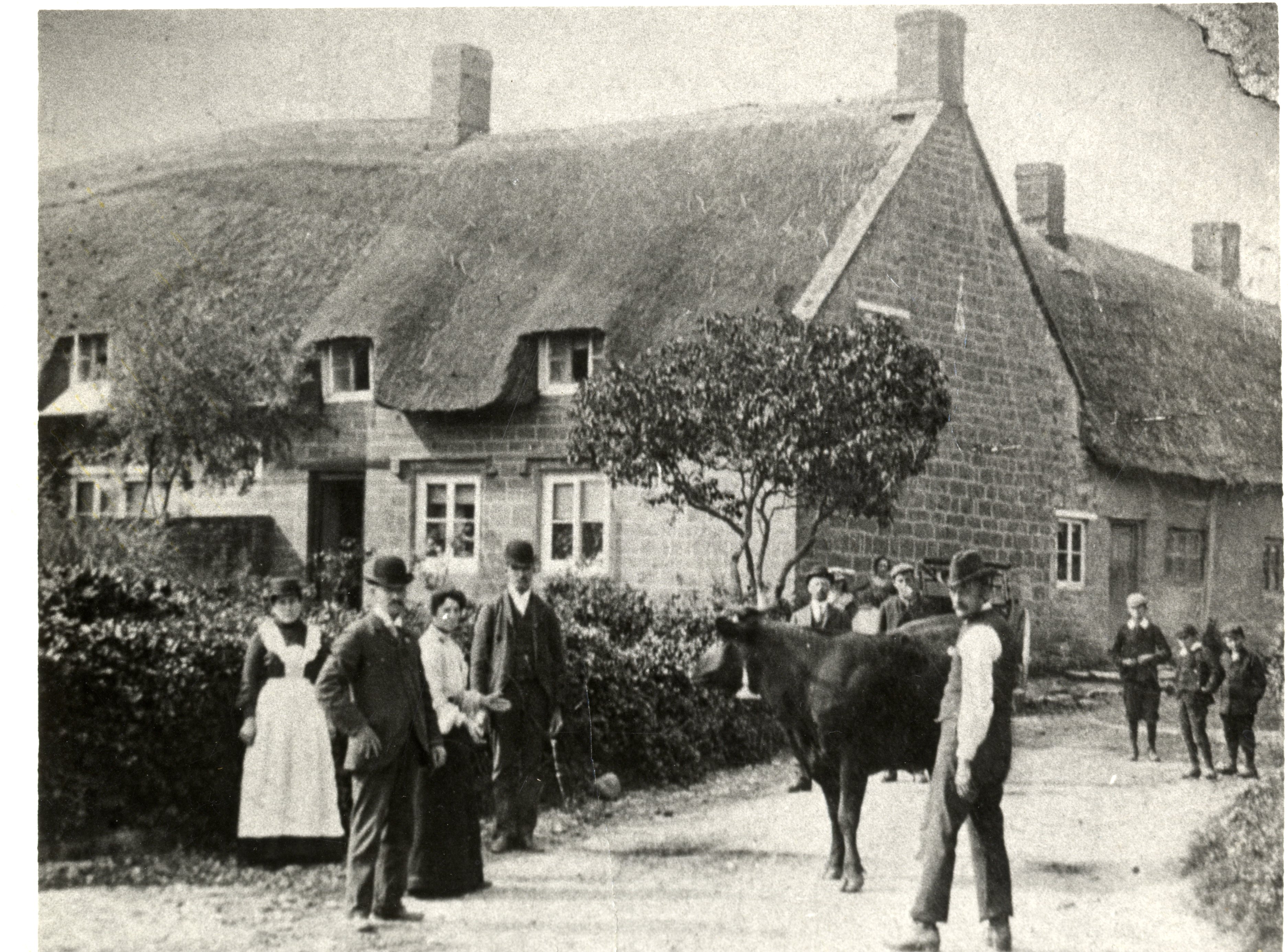 Corner of "Doke" - West End, with cow in road