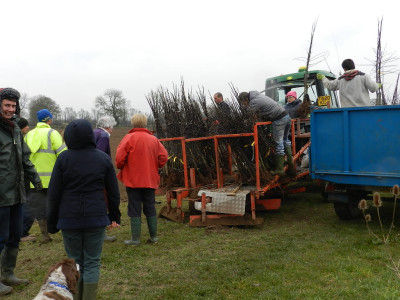 New trees being stacked onto planting platform - 02