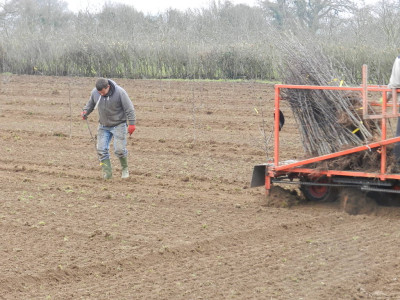Heeling the trees in - Coombe Bridge new orchard - 06