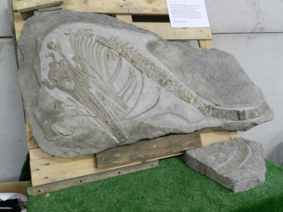 Fossil of Ichthyosaurus found at Pibsbury Quarry