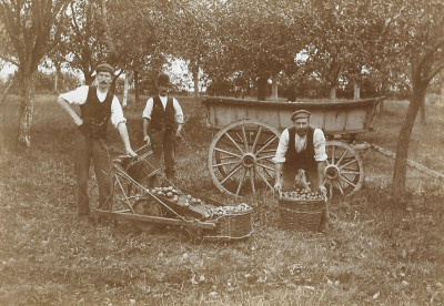 Cider Apple Pickers at East Lambrook