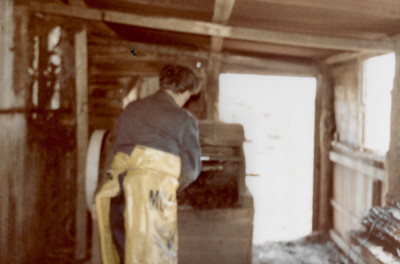 Stripping withies by machine