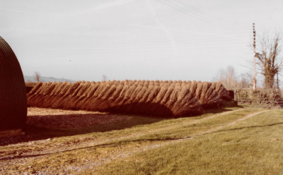 Withy bundles in rows
