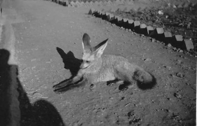 Jack the Camp Jackal