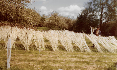 White Withies Drying Outside