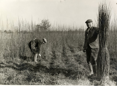 Harvesting withies on West Moor by hand
